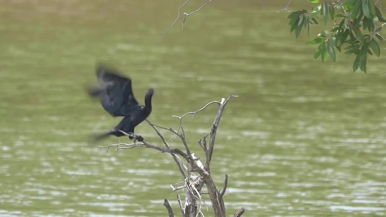 Cormorant Bird Flying In Slow Motion: Stock Video