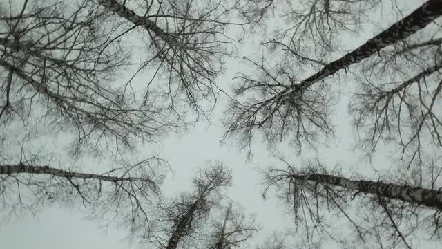 Trees In A Circle: Stock Video