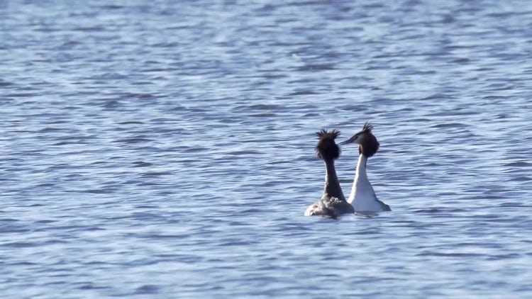Birds Mating Ritual Dance: Stock Video