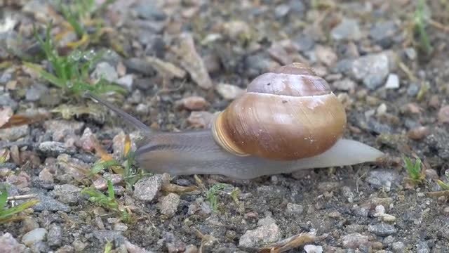 Fast Snail Time Lapse: Stock Video