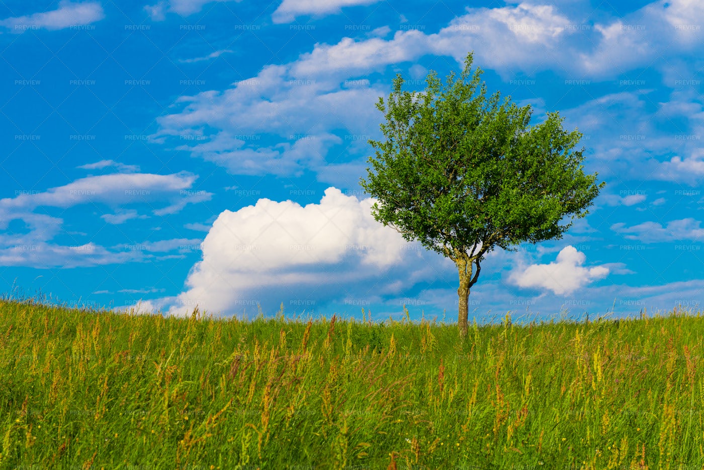 Tree In The Wind Stock Photos Motion Array