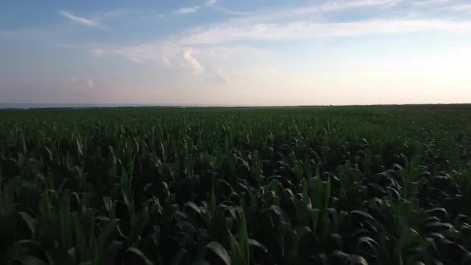 Corn Fields Aerial View