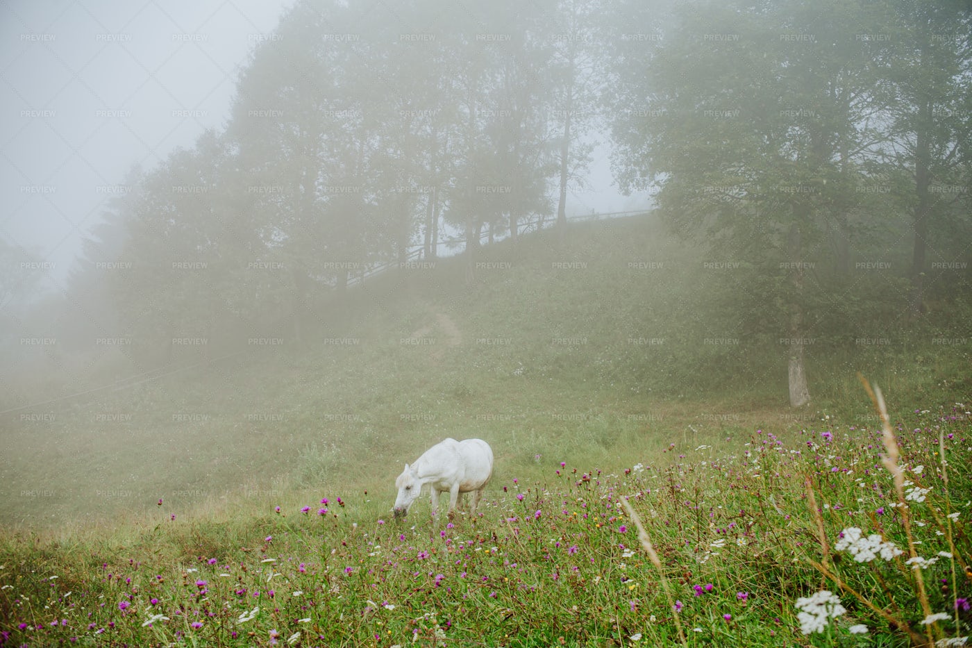 White Pasturing Horse: Stock Photos
