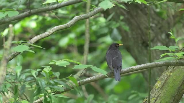 Blackbird In Nature 4k: Stock Video