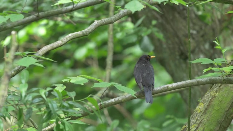 Blackbird In Nature 4k: Stock Video