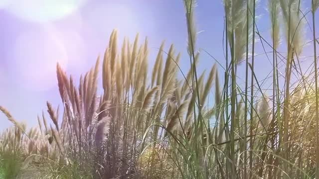Reeds Waving In The Wind: Stock Video