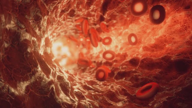 Blood Vessel 3d Animation Stock Motion Graphics Motion Array