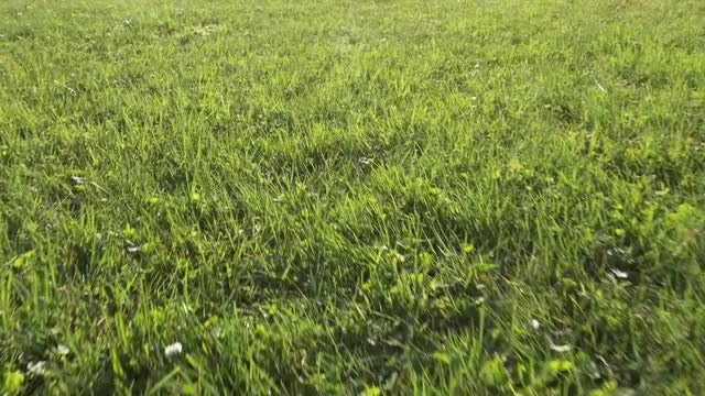 Summer Green Grass Aerial: Stock Video