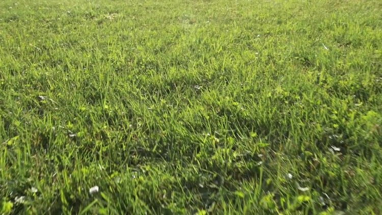 Summer Green Grass Aerial: Stock Video