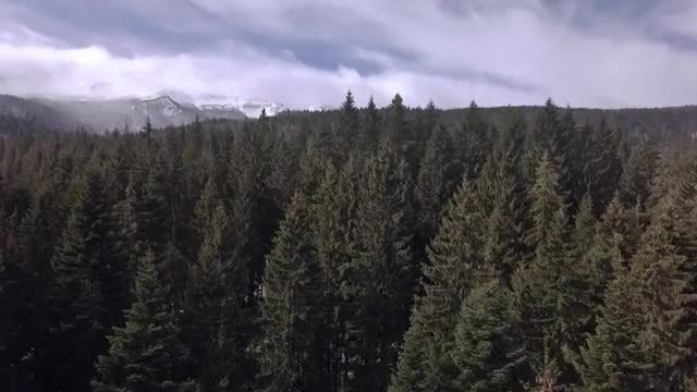 Conifer Pine Forest In Winter: Stock Video