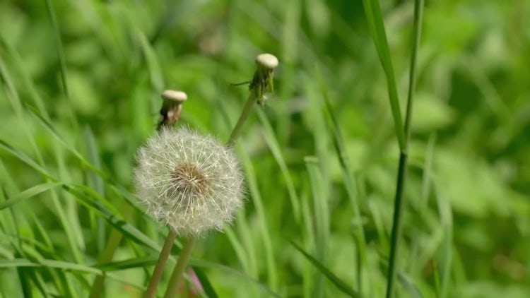 Summer Nature Dandelion 4k: Stock Video