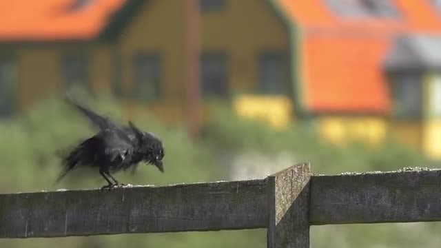 Black Summer Bird Flying Away: Stock Video