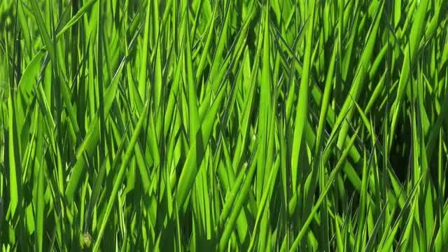 Summer Green Grass Background 4k: Stock Video