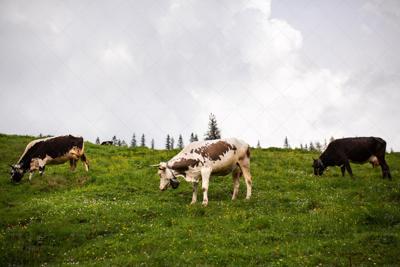 Three Pasturing Cows: Stock Photos