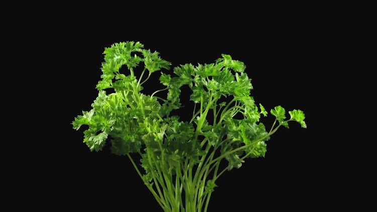 Green Lettuce Vegetable Growing: Stock Video