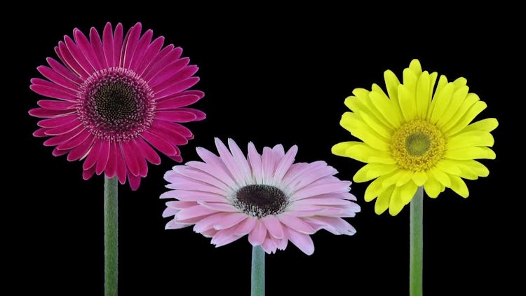 Gerbera Flowers Growing: Stock Video