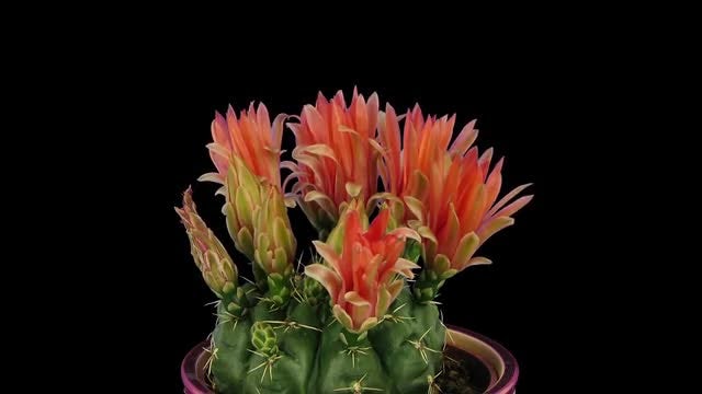Blooming Red Cactus Buds: Stock Video