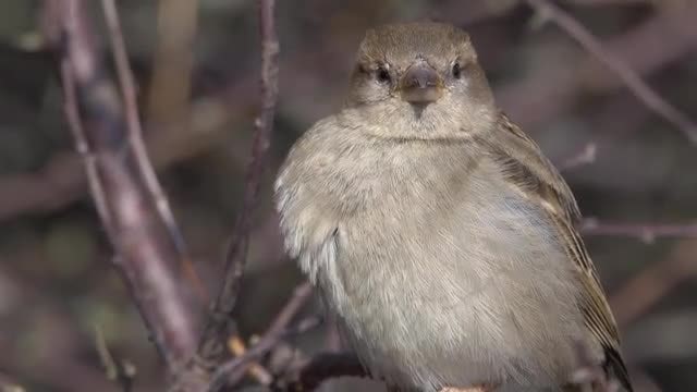 Female House Sparrow Bird: Stock Video