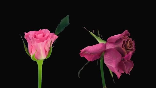 Opening-Dying Ballet Rose: Stock Video