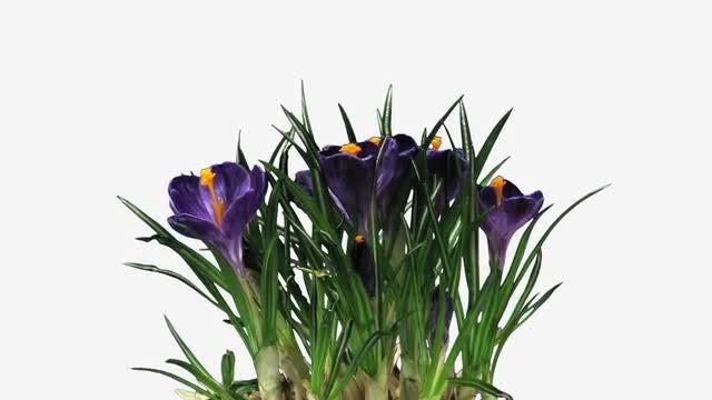 Purple Crocus Easter Flower Opening : Stock Video