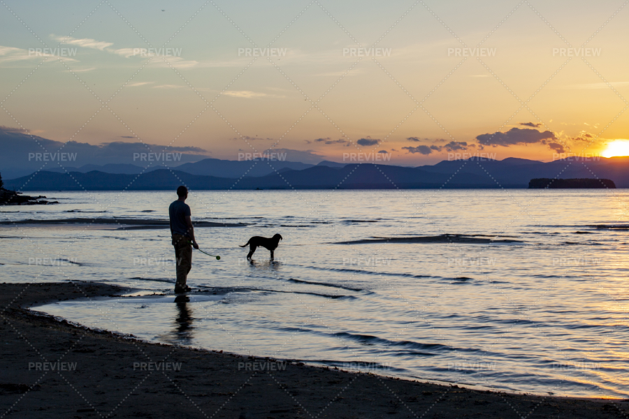 Dog Walk At The Lake - Stock Photos | Motion Array