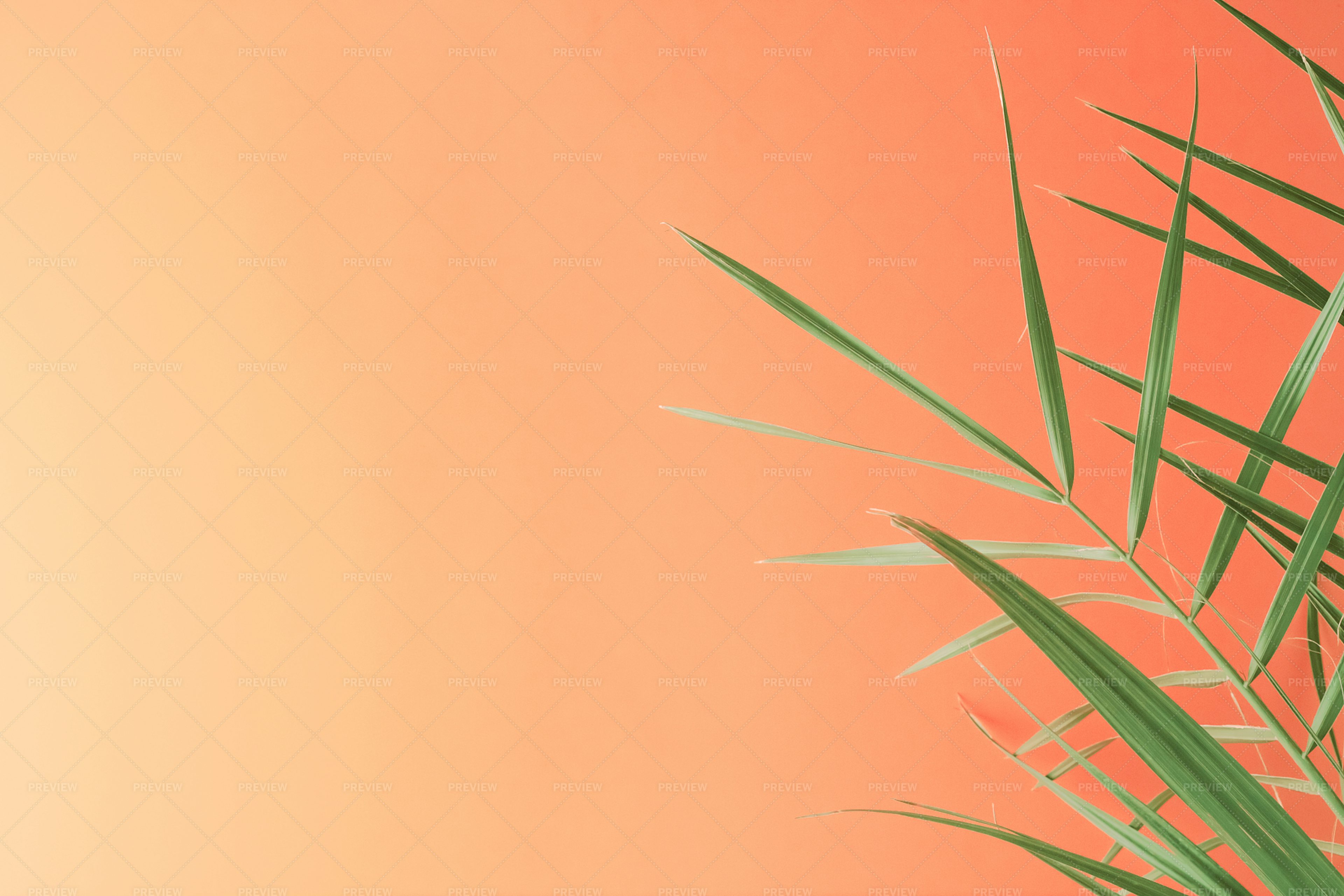 Palm Leaves On Orange - Stock Photos | Motion Array