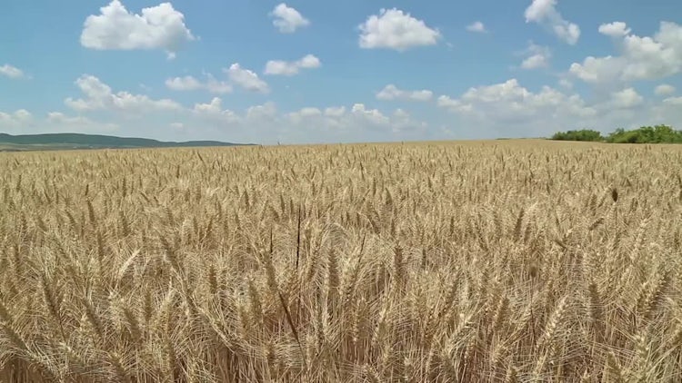Wind Blowing Through Wheat Field : Stock Video
