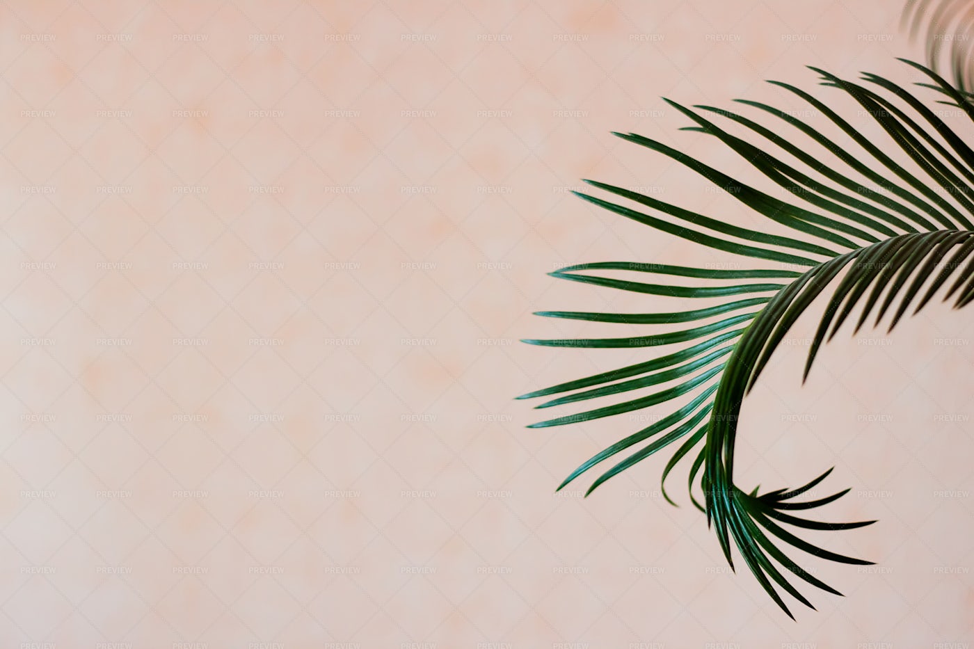 Palm Tree Leaves: Stock Photos
