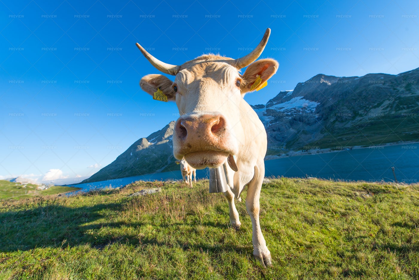 Cows In Alpine Pasture: Stock Photos