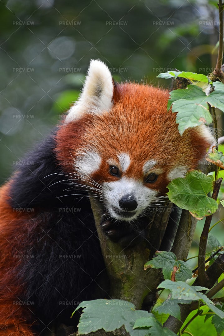 Red Panda: Stock Photos