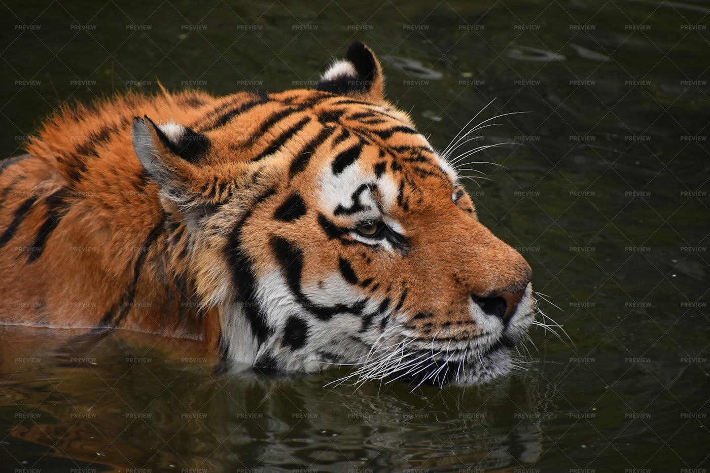 Siberian Tiger Swimming: Stock Photos