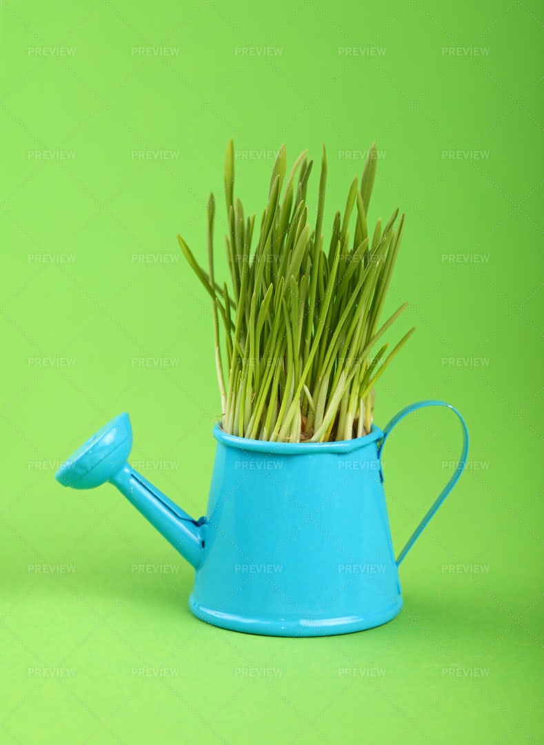 Spring Grass In Pot: Stock Photos