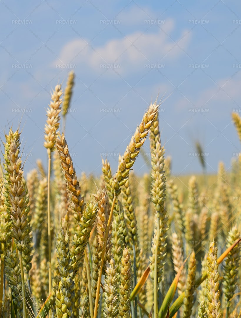Field Of Wheat: Stock Photos