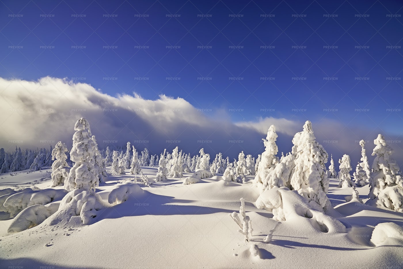 Heavy Winter Landscape: Stock Photos