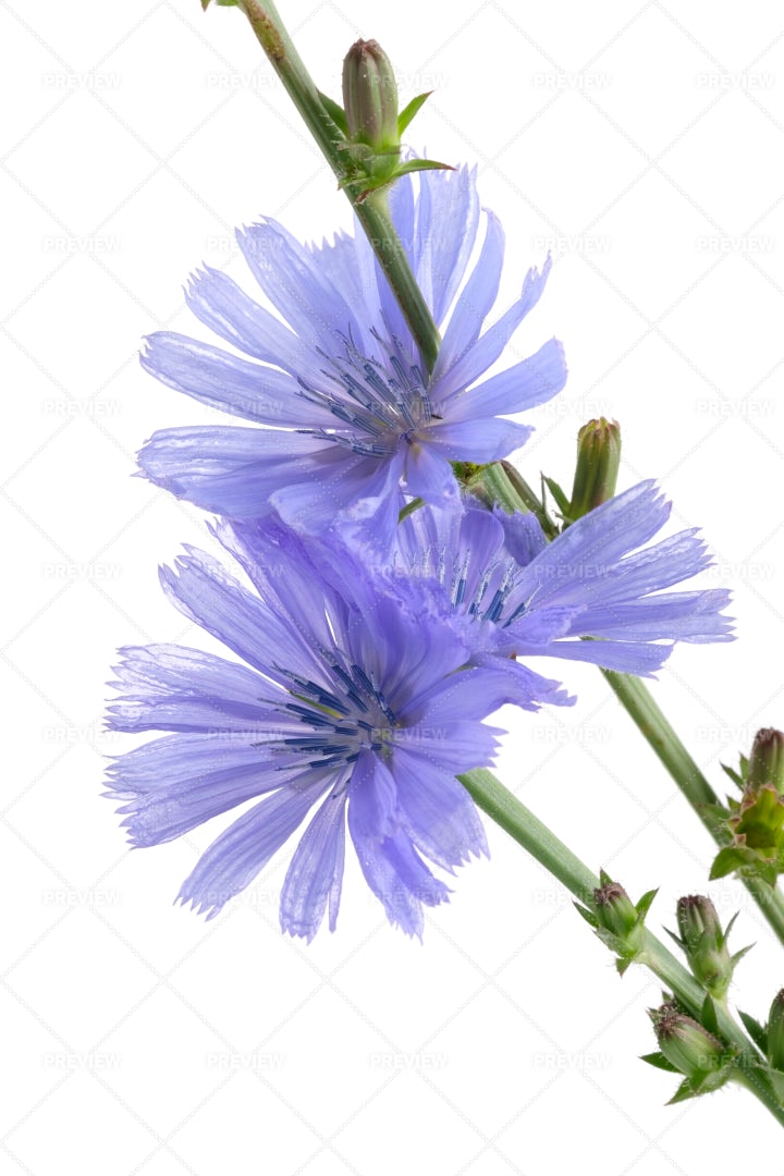 Purple Chicory Flowers: Stock Photos