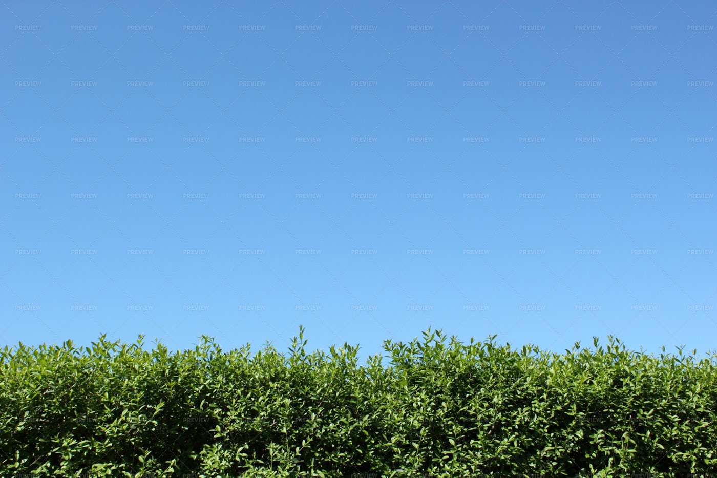 Green Hedge And Sky: Stock Photos