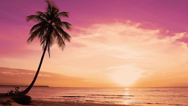 palm tree sunset pink