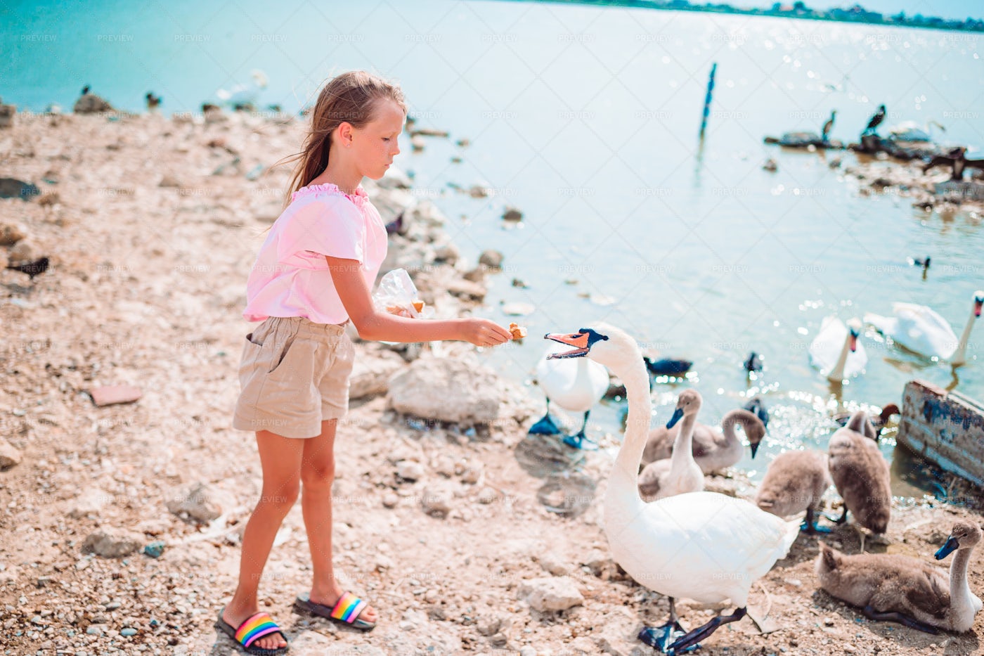 Girl Feeding Swans: Stock Photos
