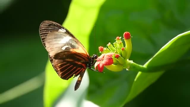Butterfly Pollinating A Red Flower : Stock Video