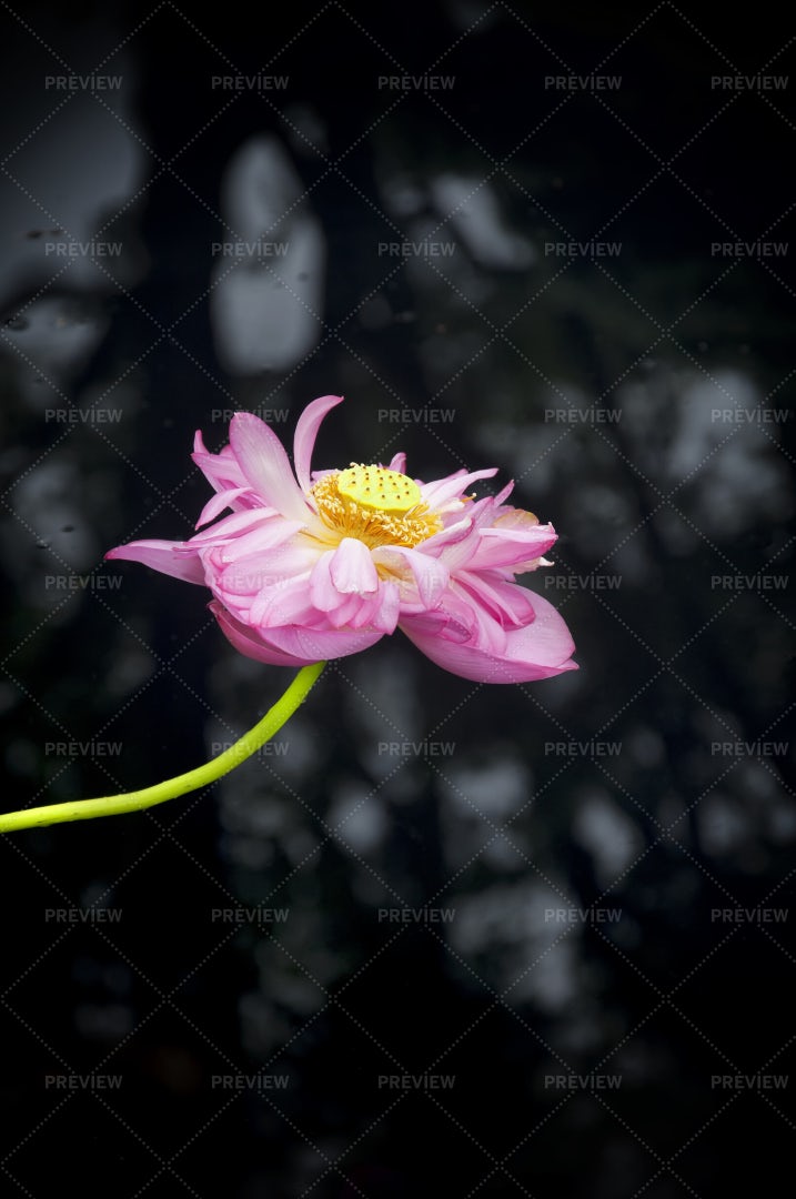 Pink Lotus: Stock Photos