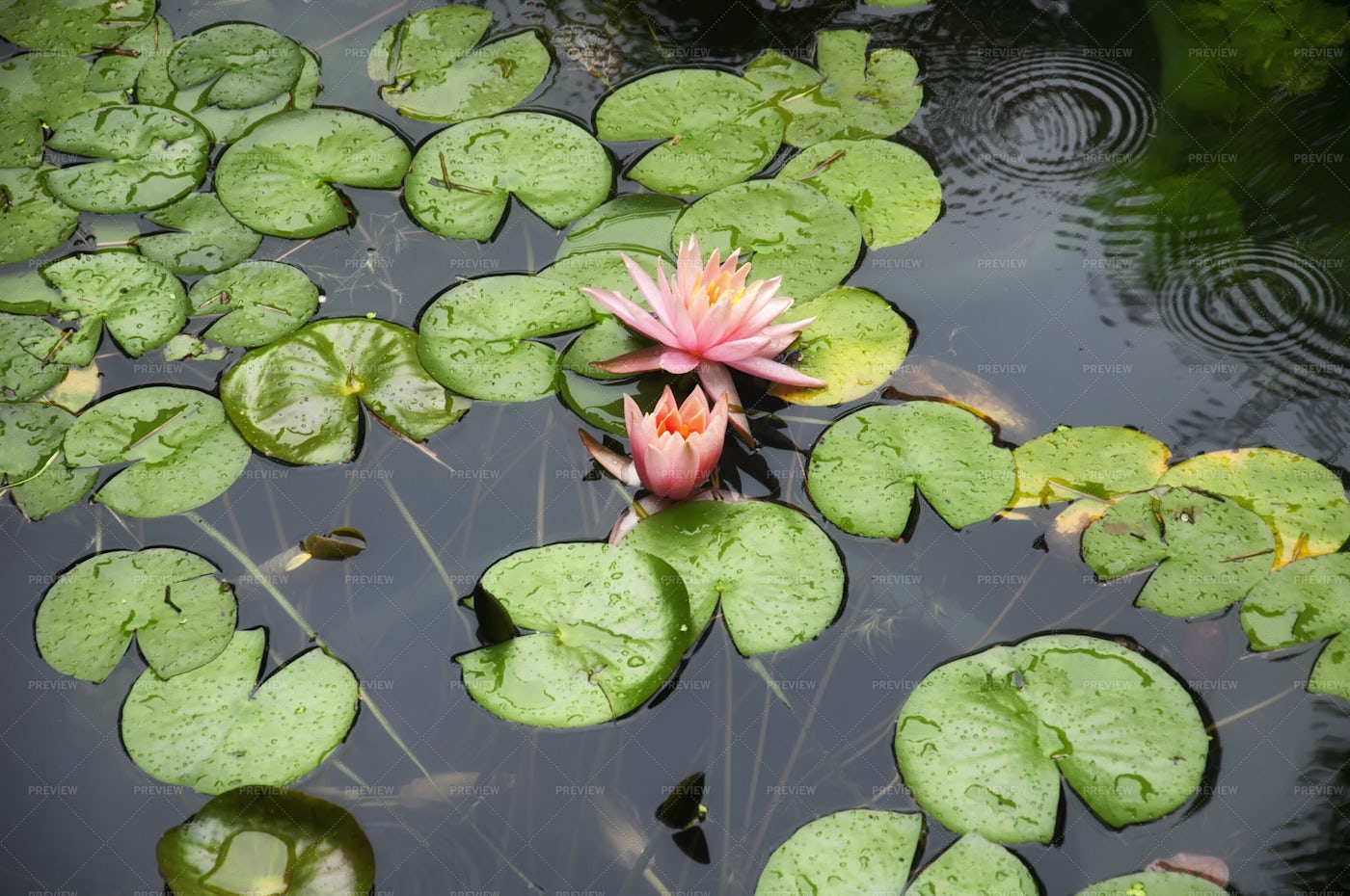Lilies In China: Stock Photos