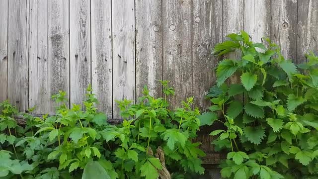 An Old Wooden Fence Background.: Stock Video