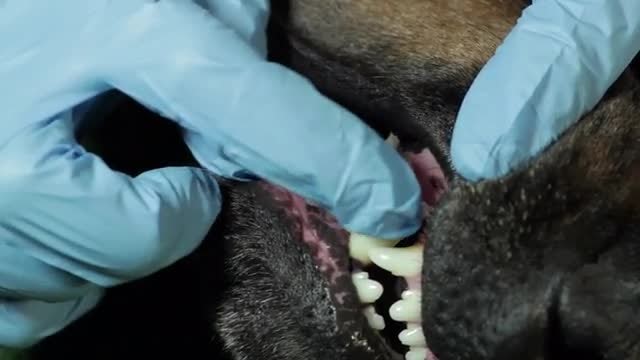 Veterinary Doctor Examining A Dog: Stock Video