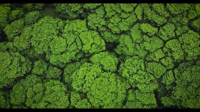 Hawaiian Forest Tree Tops: Stock Video