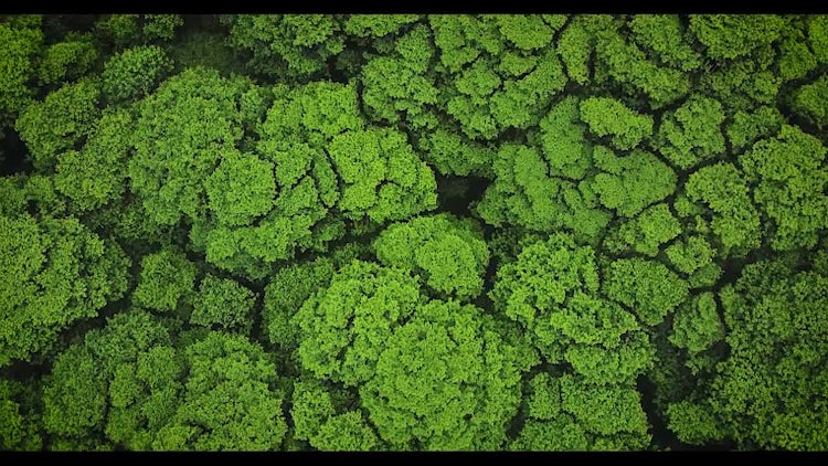 Hawaiian Forest Tree Tops: Stock Video