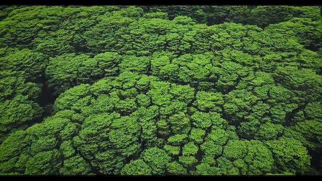 Tree Tops In Hawaii Forest: Stock Video