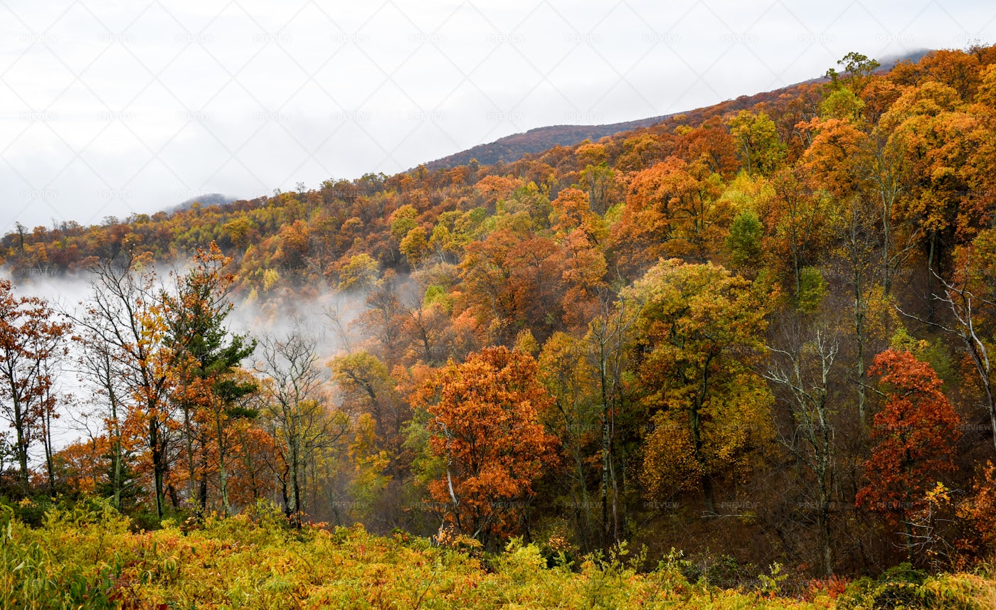Bright Fall Forest Colors: Stock Photos