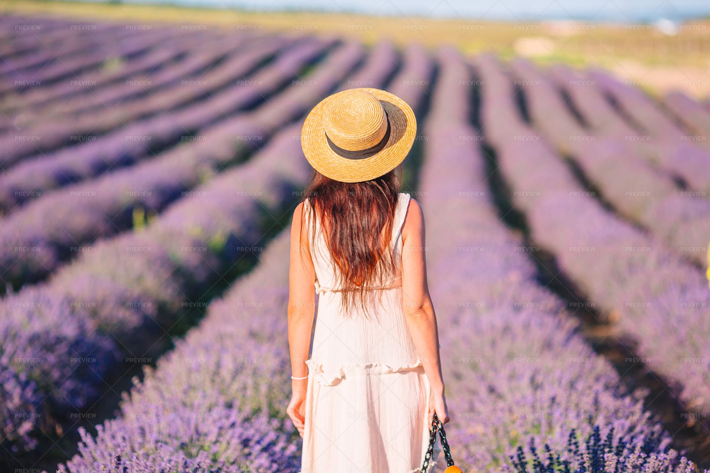 Overlooking The Lavender: Stock Photos