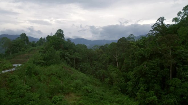montane rainforest