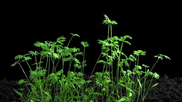 Phototropism On Growing Carrots: Stock Video